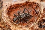 gewone dennenboktor (rhagium inquisitor) 1-2016 4415